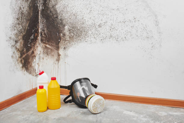 Best Post-Flood Mold Remediation in Weaverville, NC
