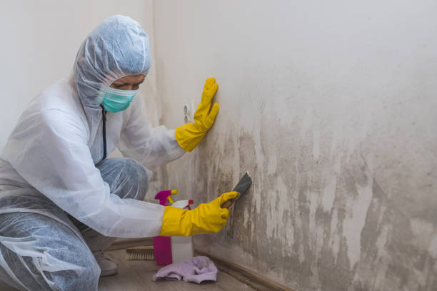 Best Mold Remediation for Schools in Weaverville, NC