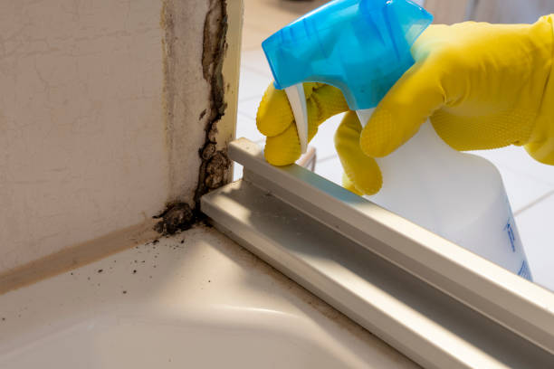 Best Emergency Mold Remediation in Weaverville, NC