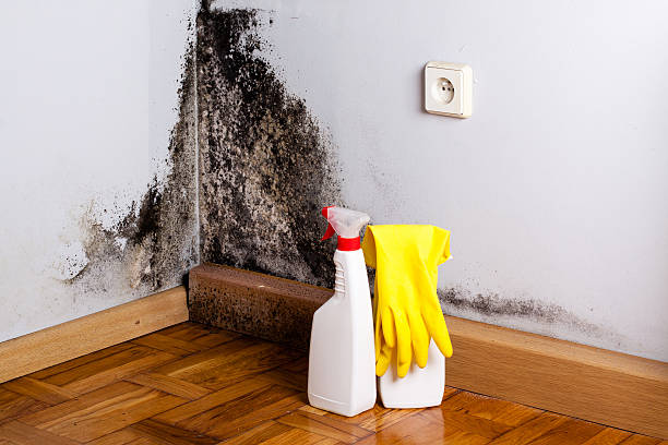 Best Residential Mold Remediation in Weaverville, NC